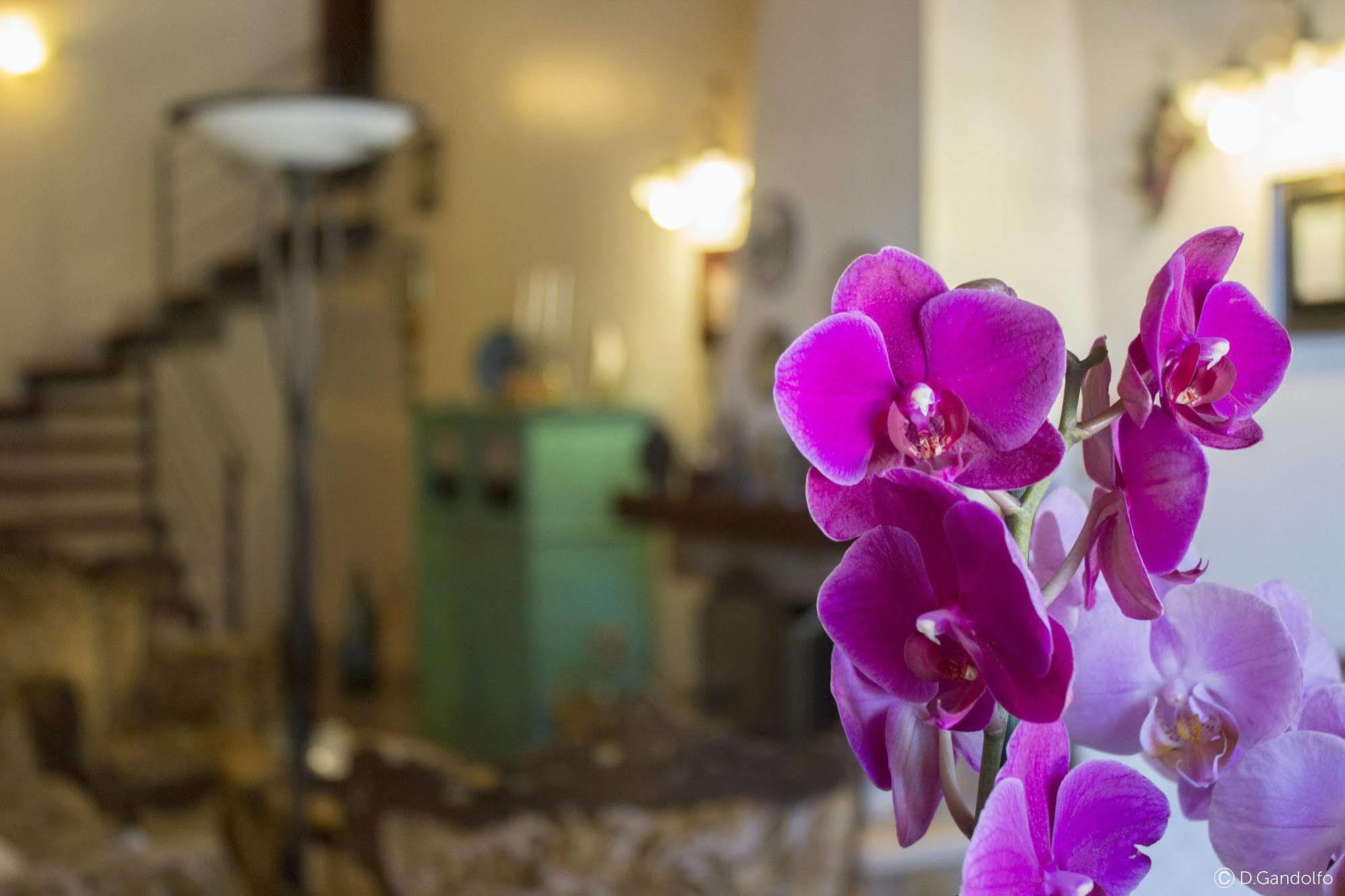 Villa Gagliardetta Castellammare del Golfo Eksteriør bilde